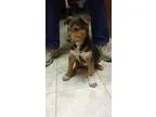 Adopt Maggie a German Shepherd Dog
