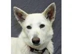 Adopt Sky a German Shepherd Dog