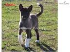 AKC Hoshi-Beautiful Active Female Akita Pup