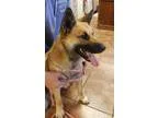 Adopt Cowboy a Shepherd