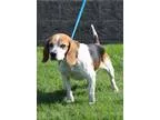 Adopt Oscar a Beagle