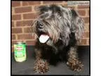 Adopt Tallapoosa a Shih Tzu