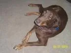 Adopt Bosco (foster) a BrownChocolate - with White Cocker Spanie