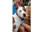 Adopt Kora a Pit Bull Terrier Corgi