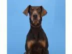 Adopt Henry a Doberman Pinscher