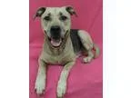 Adopt Annie-Spayed a Shepherd