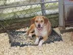 Adopt Omaha a Beagle