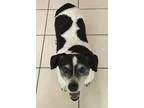 Adopt Coco a Black - with White Jack Russell Terrier  Mixed dog 