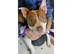 Adopt Cecile a RedGoldenOrangeCh estnut American Pit Bull Terrie