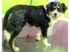 Adopt Fritz a Tricolor (TanBrown and Black and White) Australian
