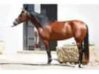 Entertaining 6 yrs Andalusian Horse
