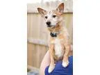 Adopt Brownie (DC) Reduced a RedGoldenOrangeCh estnut - with Bla