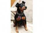 Adopt Hershey -ON TRIAL ADOPTION a Miniature Pinscher