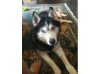 Adopt Baxter a Siberian Husky