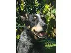 Adopt Jeb a Black - with Gray or Silver Australian Cattle Dog  M