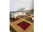 Adopt Heather a Chinchilla Lionhead