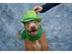 Adopt Blue a TanYellowFawn - with White Weimaraner  Pit Bull Ter