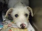 Adopt Nosey a Cairn Terrier