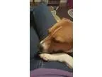 Adopt BUDDY a Bull Terrier Jack Russell Terrier