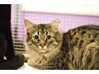 Adopt Goody a Brown Tabby Domestic Shorthair (medium coat) cat i