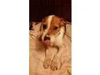 Adopt Scarlett a Terrier Jack Russell Terrier