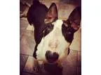Adopt Shirley a Bull Terrier