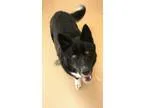 Adopt Capone a Newfoundland  Akita  Mixed dog in Incline Village