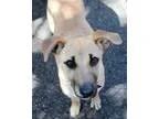 Adopt Sienna - Adopted a Shepherd