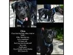 Adopt Obie a Rottweiler Labrador Retriever