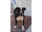 Adopt Maggie a Pit Bull Terrier