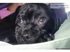 Puggle Puppies male female