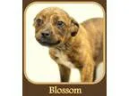 Adopt Blossom a Pit Bull Terrier