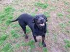 Adopt Beth a Rottweiler Labrador Retriever