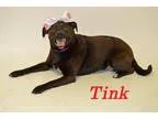 Adopt Prison dog 952 Tink a Pug
