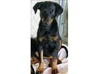 Adopt Miki a Shepherd (Unknown Type)  Mixed dog in Atlantic City