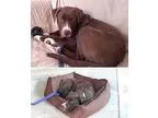 Adopt Bobby a Pit Bull Terrier