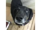 Adopt Stuey a Australian Shepherd  Border Collie  Mixed dog in R