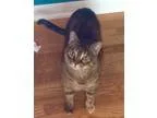 Adopt Addie a Tortoiseshell Domestic Shorthair (short coat) cat 