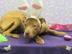 Adopt A074364 a Pit Bull Terrier