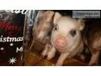Pot Belly Pigs