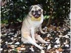 Adopt Bixby a Pug