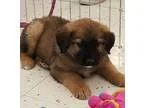 Adopt BarneyAdoption PENDING a Collie Shepherd