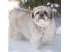 Adopt Buckley - Adopted a Lhasa Apso
