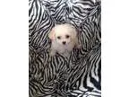 loving kitten - Price: $0.00