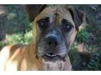 Adopt GA - MusafaNorwood a Bullmastiff