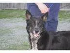 Adopt Dixie a German Shepherd Dog