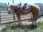 Athletic Trail And Cow Horse