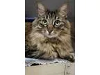 Adopt Mika a Brown or Chocolate Norwegian Forest Cat  Mixed cat 