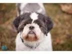 Adopt Teddy - Adopted a Shih Tzu