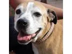 Adopt Chicky-Bird a TanYellowFawn - with White Boxer  Mixed dog 
